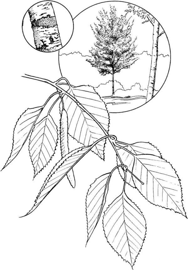 How to draw birch leaves