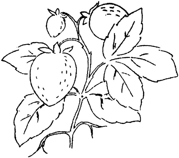 Three strawberries on the branch