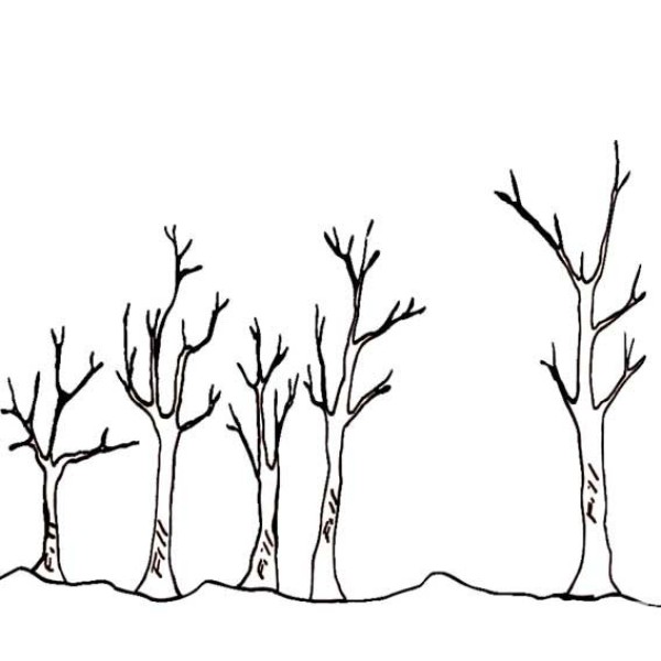 Simple strokes of branches and trunks