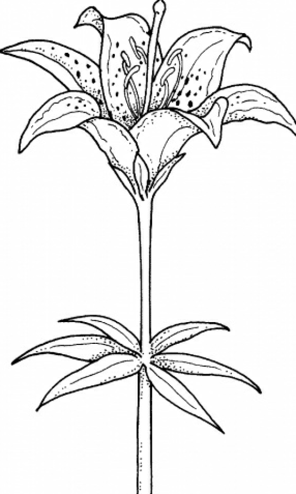 A complete collection of simple drawing pictures of lilies. Beautiful simple drawing pictures of lilies.