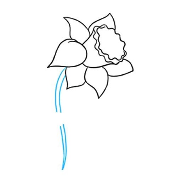 Simple drawing of narcissus that is easy to learn