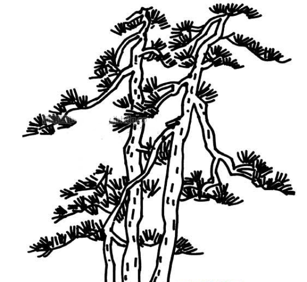 Simple picture of pine tree