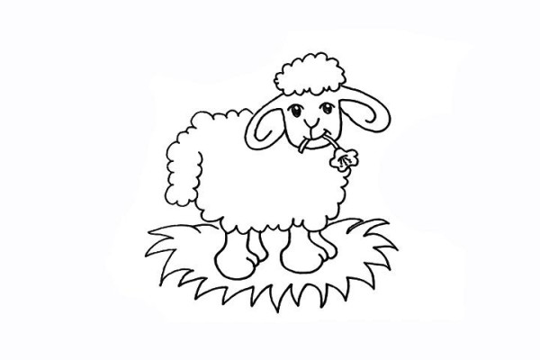 How to draw a little sheep