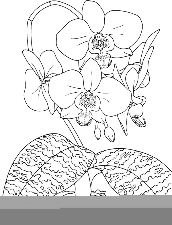 Simple strokes of various orchids