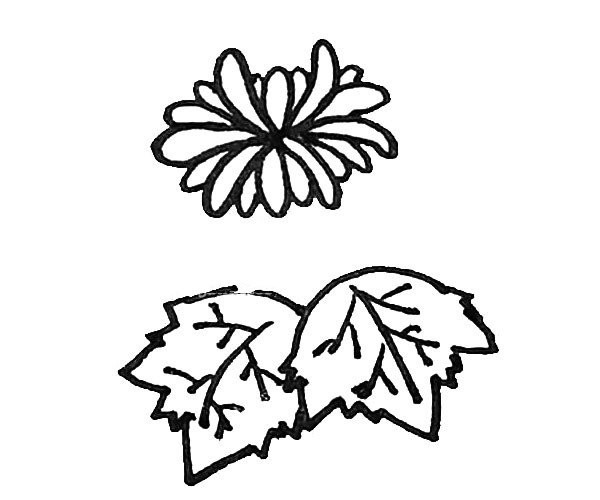 Learn to draw beautiful chrysanthemums in simple strokes