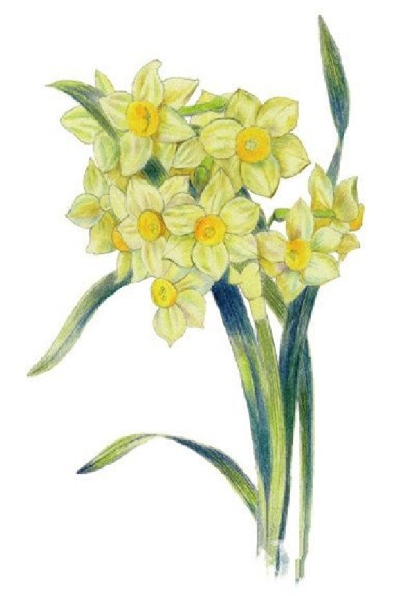 Introductory Techniques for Gouache Botanical Painting: Step-by-Step Tutorial on Painting Narcissus