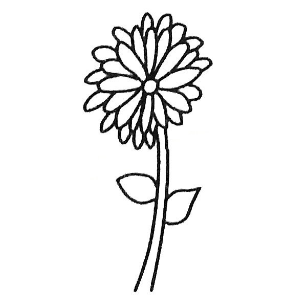 A set of simple drawing pictures of chrysanthemums