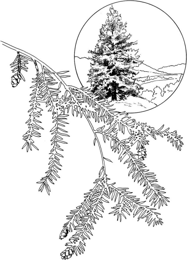 Hemlock tree branches