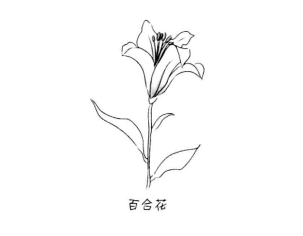 Complete collection of simple strokes of flowers lily