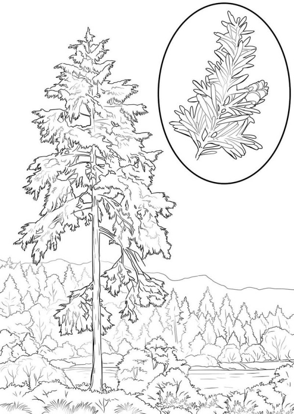 hemlock tree