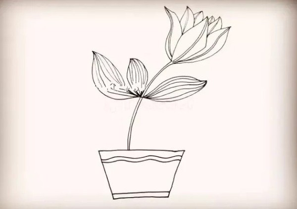 How to draw lily potted plants