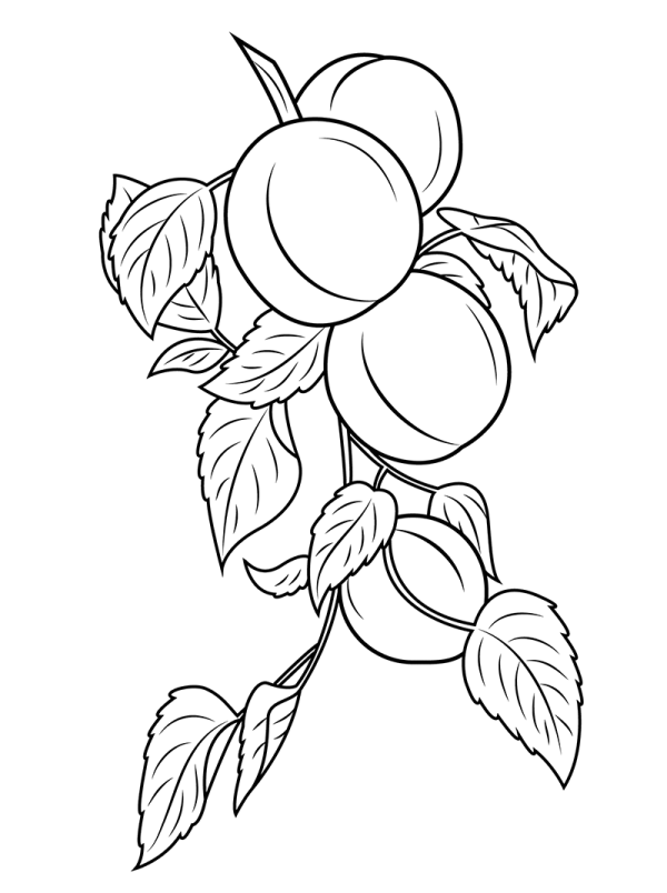 Simple drawing picture of apricots on the branches