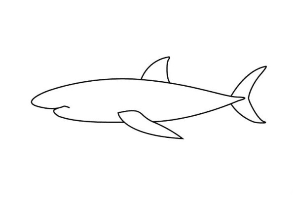 How to draw a great white shark