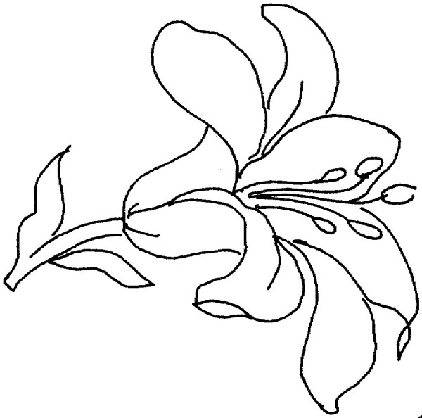 Simple method of drawing lilies