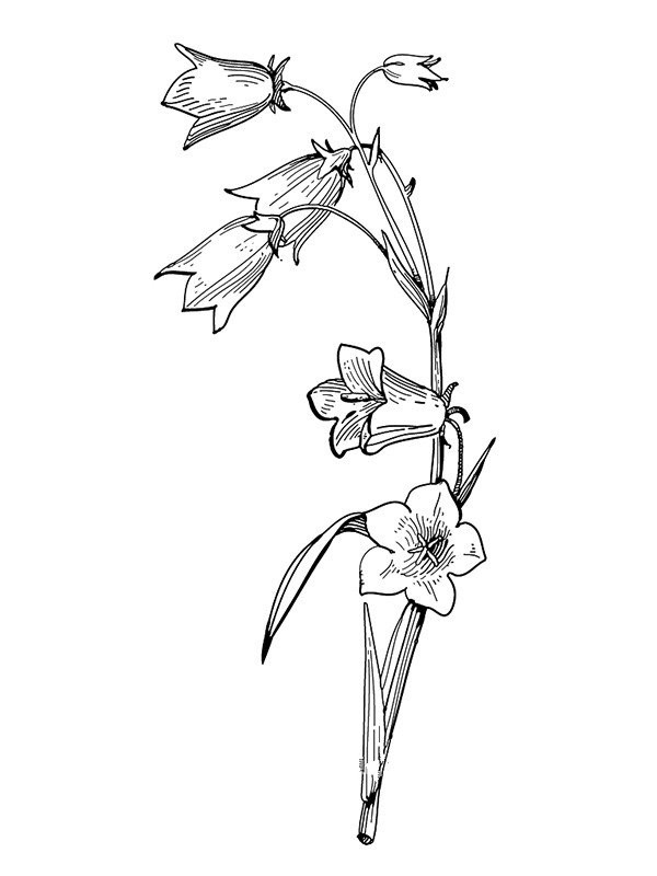 Simple picture of bell flower