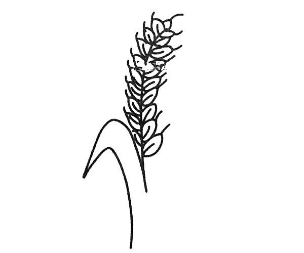 A set of beautiful simple drawing pictures of wheat ears