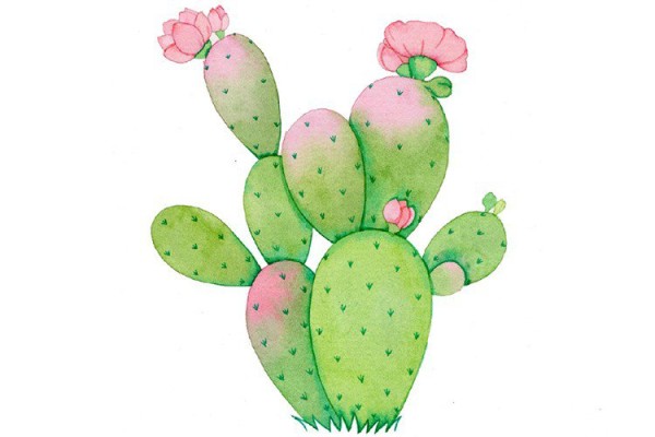 A group of tender pink cactus