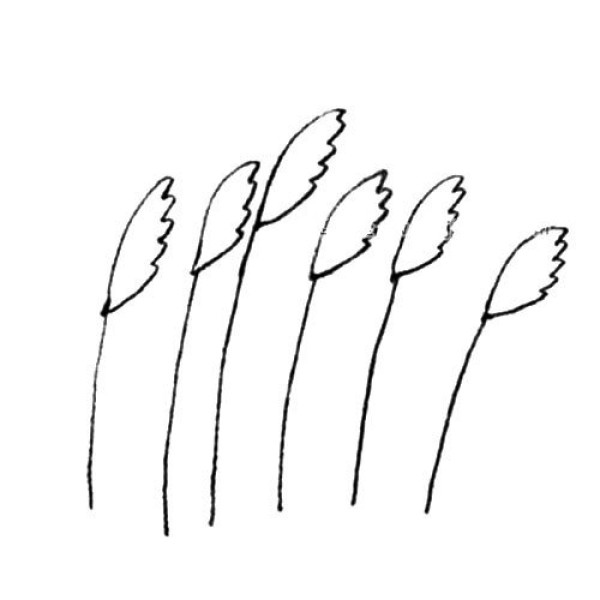 Miscanthus simple strokes drawing tutorial