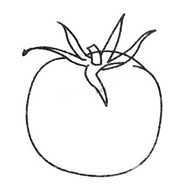 A complete collection of tomato simple drawings and drawing steps