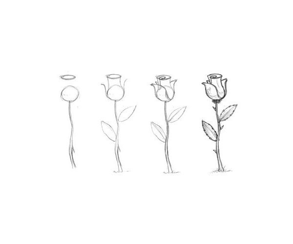 How to draw a rose