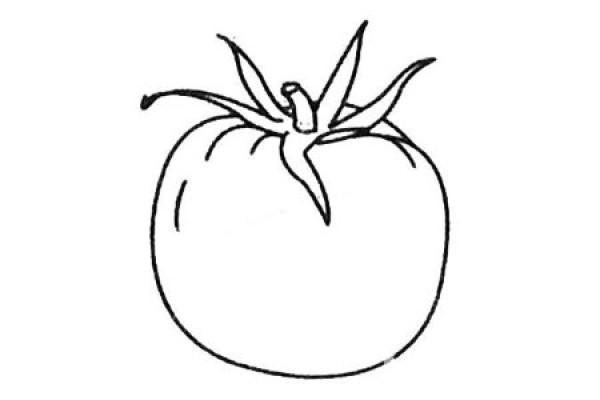 A complete collection of tomato simple drawings and drawing steps