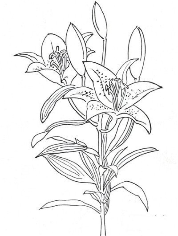 Line drawing lily flower painting tutorial