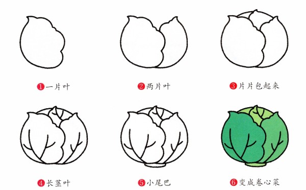 How to draw cabbage with simple strokes of vegetables