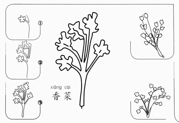 How to draw coriander