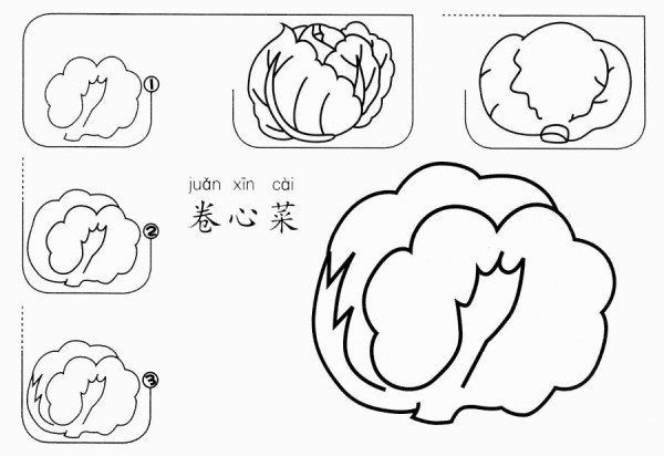 How to draw cabbage