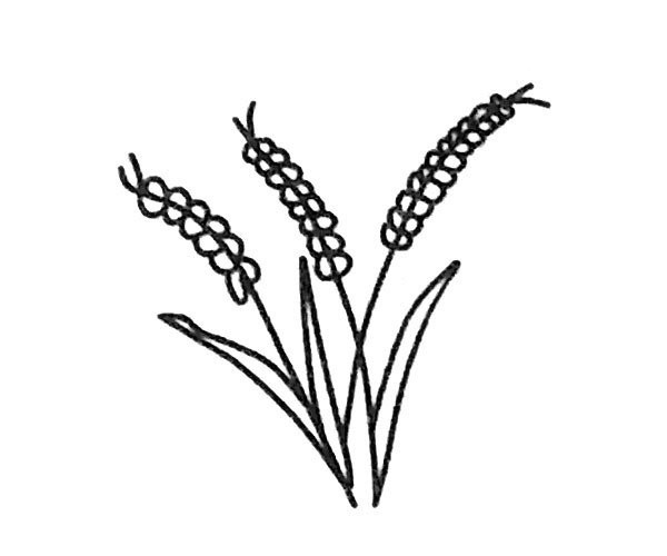 Draw beautiful wheat ears in four steps