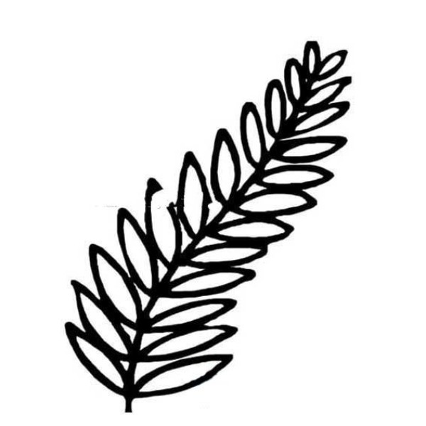 Simple drawing of locust tree leaves