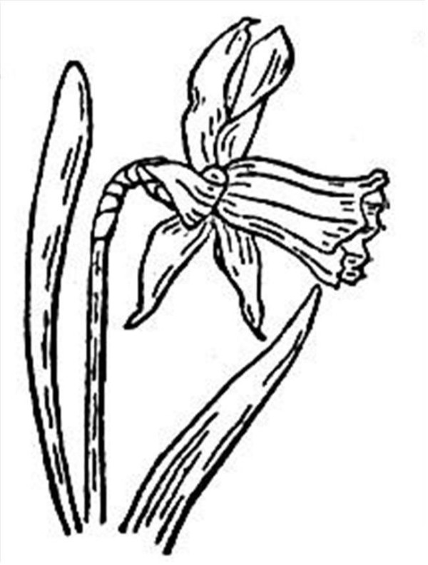 Simple drawing of flowers, simple drawing of narcissus