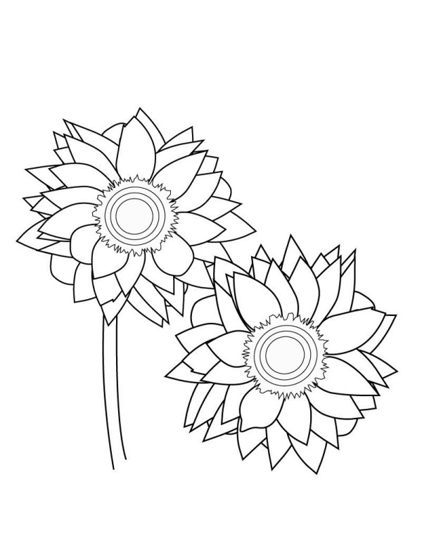 7 simple drawing pictures of sunflowers