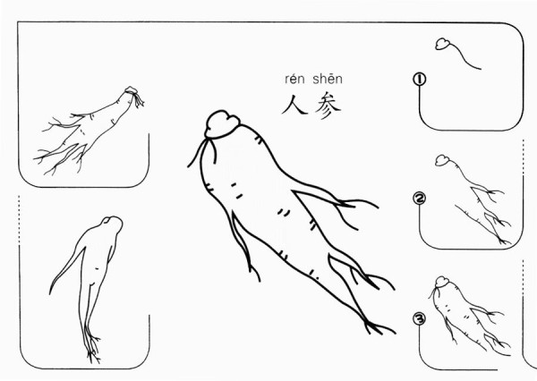 How to draw ginseng