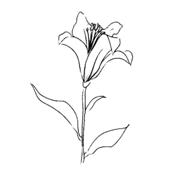 How to draw flowers, simple drawing pictures of lilies