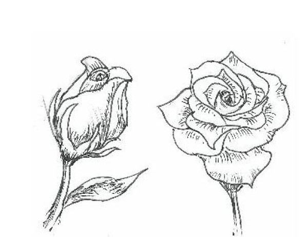 Simple and easy to learn rose flower drawing pictures