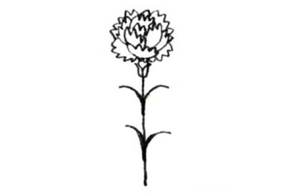 Carnation simple strokes drawing tutorial