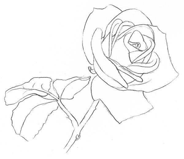 Drawing Techniques of Sketching White Roses