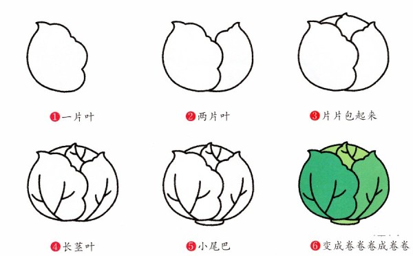 How to draw cabbage in simple strokes