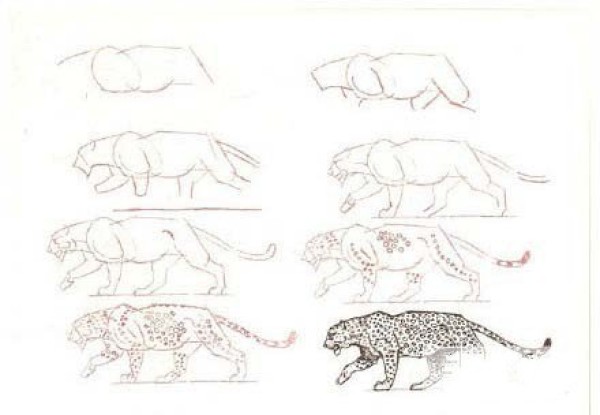 Simple drawing tutorial step by step drawing of leopard