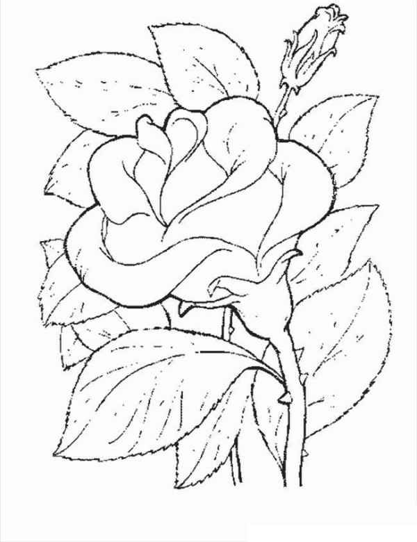 A collection of simple drawings of flowers, simple drawings of roses