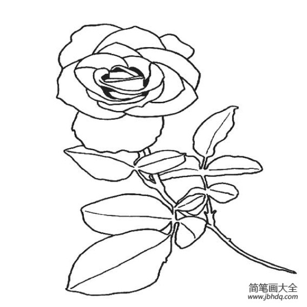 Beautiful rose flower exquisite simple strokes