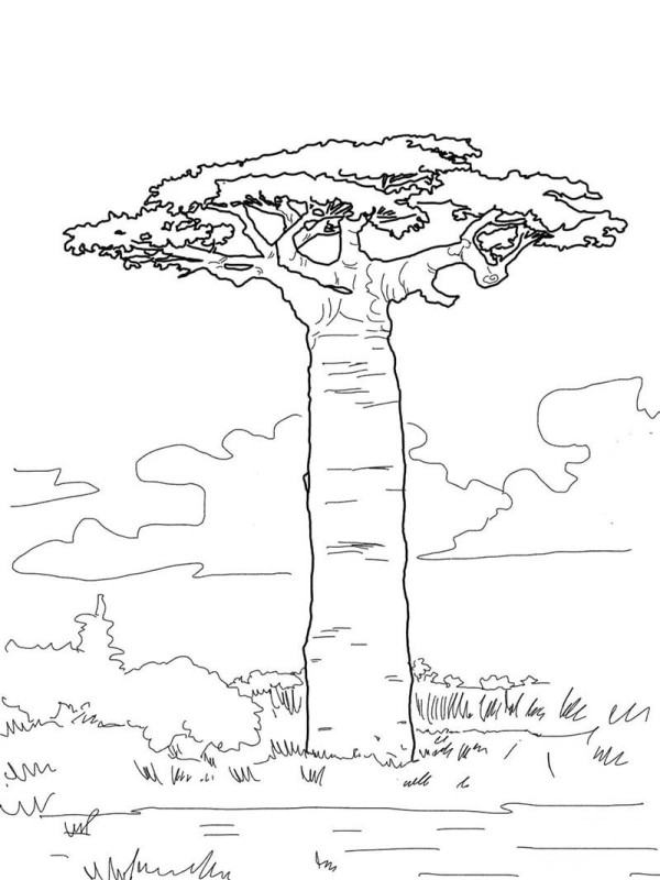 Baobab tree simple strokes picture