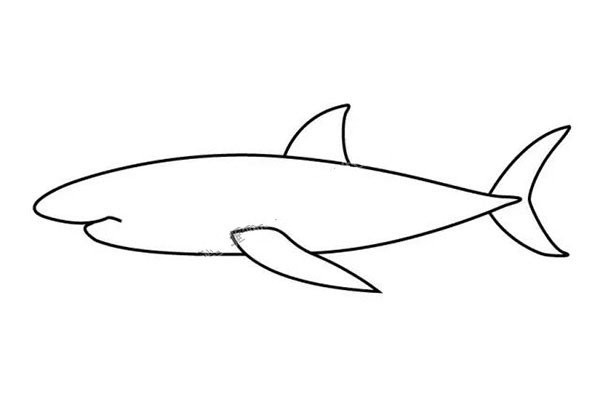 How to draw a shark