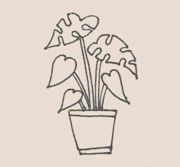 Simple drawing of Monstera deliciosa