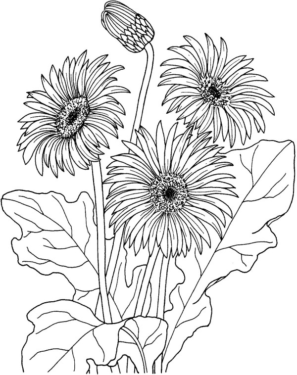 Gerbera