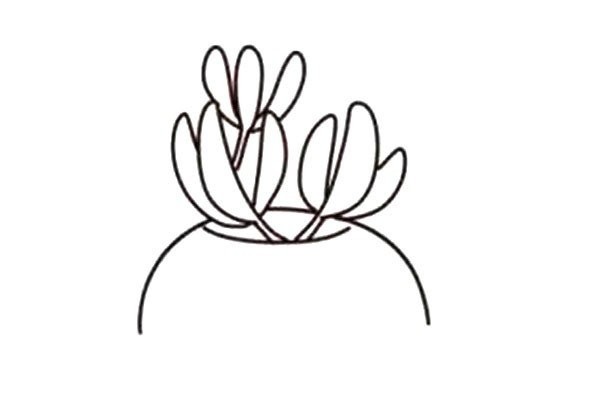 Beautiful succulents simple drawing 6