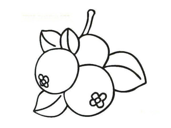 Complete collection of simple drawings of fruits Loquat simple drawings