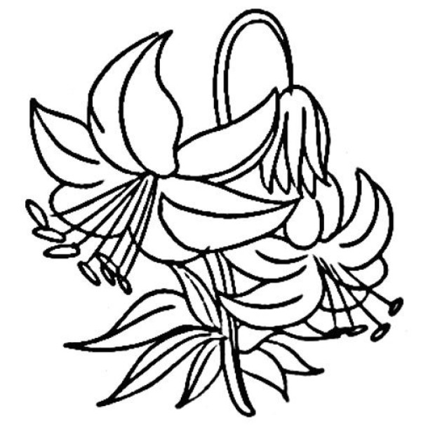 A complete collection of simple drawing pictures of lilies. Beautiful simple drawing pictures of lilies.