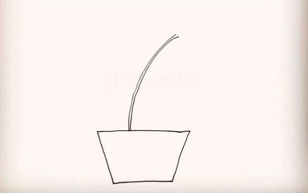 How to draw lily potted plants